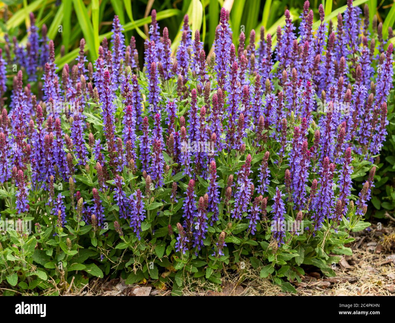 Gros plan des fleurs bleues de Salvia nemorosa, sensation Sky Blue, floraison dans un jardin Banque D'Images