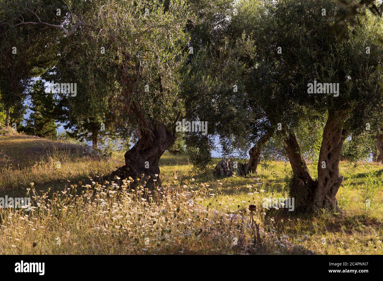 Carotte sauvage (Daucus carota) poussant sous des oliviers sur le domaine Orkos, Paxos, Grèce, Europe droits britanniques et irlandais seulement. *** Légende locale *** 01485 Banque D'Images