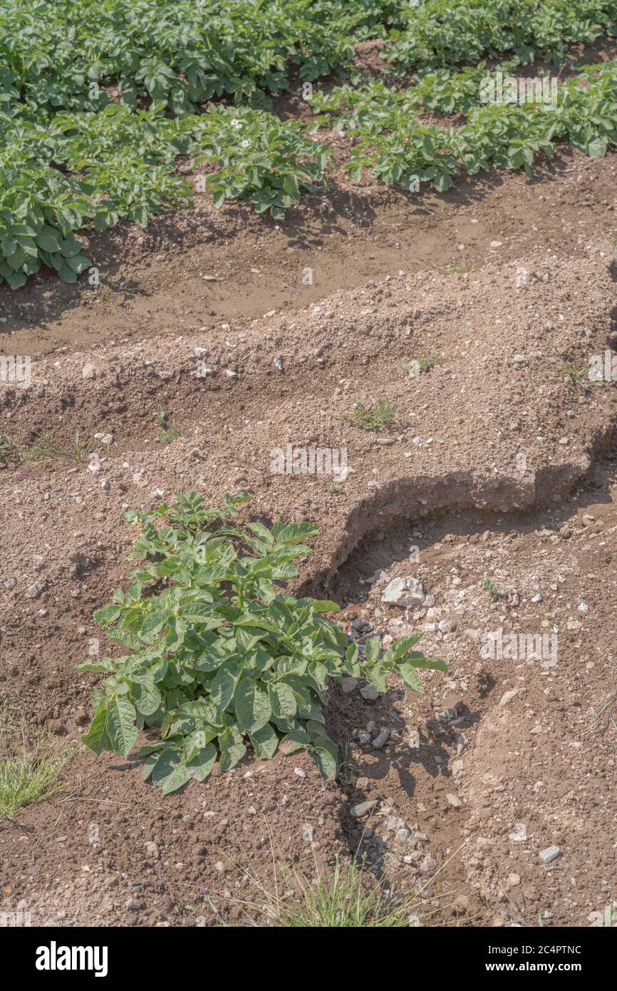 Enlèvement de la terre végétale au Royaume-Uni, lavage des cultures et érosion des ravins d'eau dans les cultures de pommes de terre de Cornwall. Pour mauvais temps, conditions défavorables, fortes pluies, science du sol. Banque D'Images