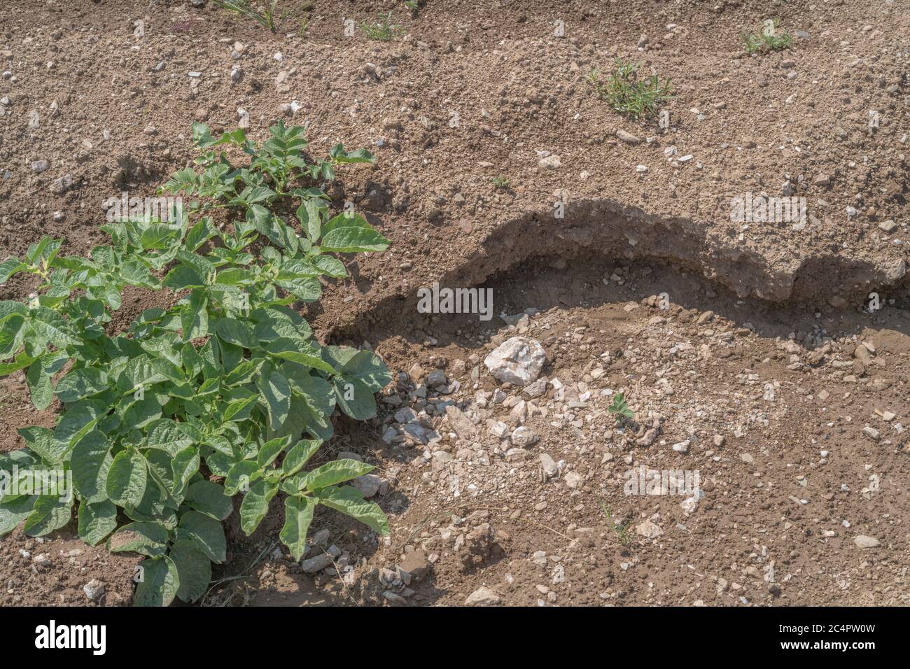 Enlèvement de la terre végétale au Royaume-Uni, lavage des cultures et érosion des ravins d'eau dans les cultures de pommes de terre de Cornwall. Pour mauvais temps, conditions défavorables, fortes pluies, science du sol. Banque D'Images