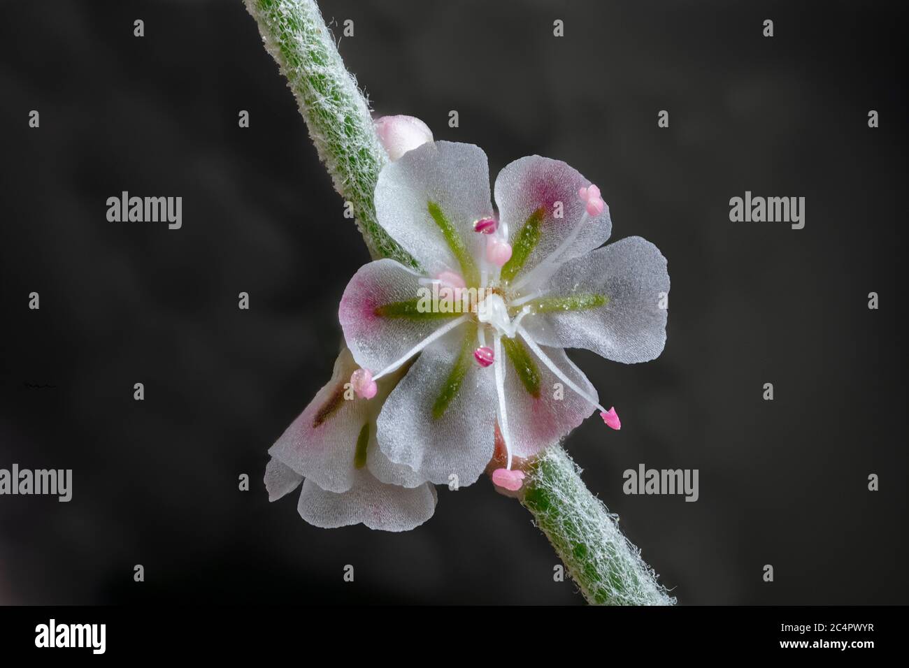 Sarrasin de Bailey, Eriogonum baileyi var. Baileyi Arizona Wildflower Banque D'Images