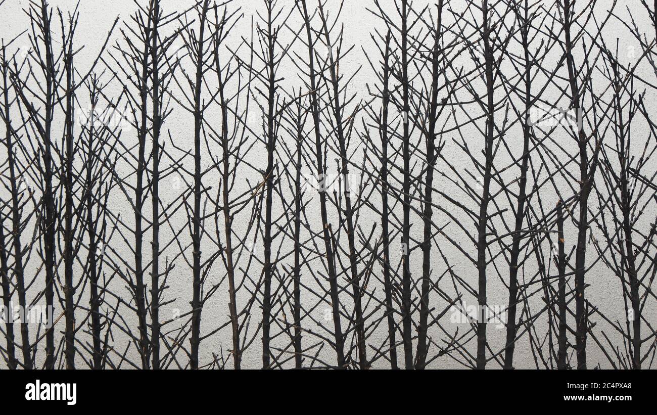 Texture de branches noires sèches sur fond blanc Banque D'Images