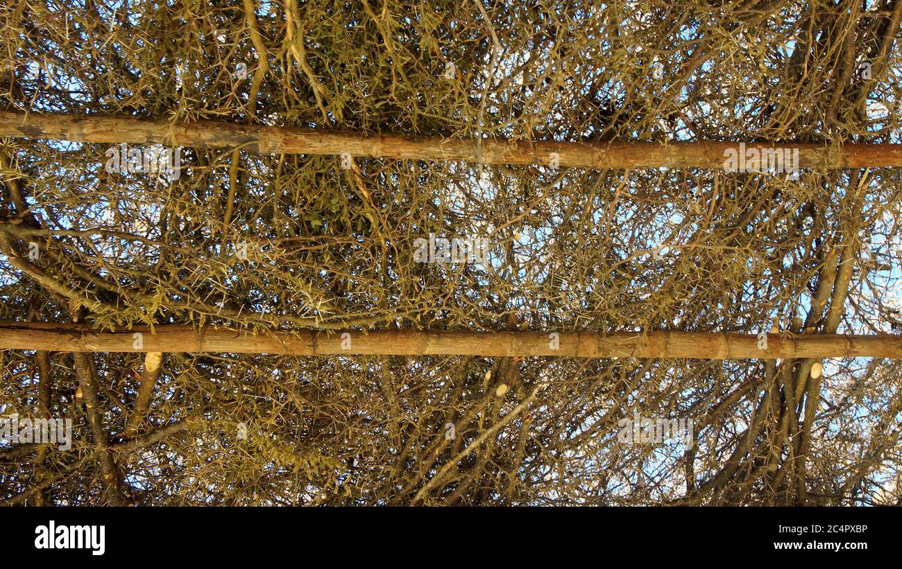 Toit de fond avec branches vertes sèches sur structure en bois Banque D'Images