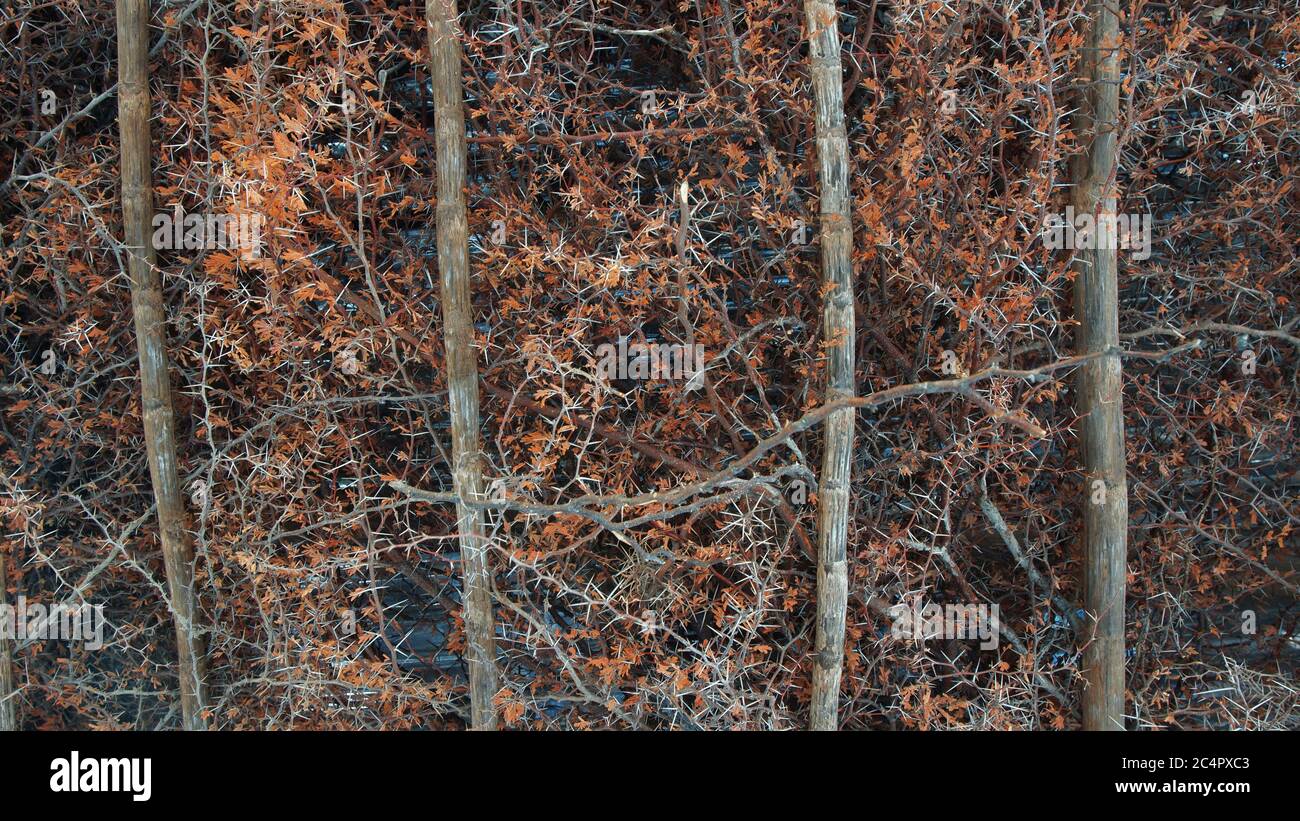 Arrière-plan toit rustique avec branches rouges sèches sur structure en bois Banque D'Images