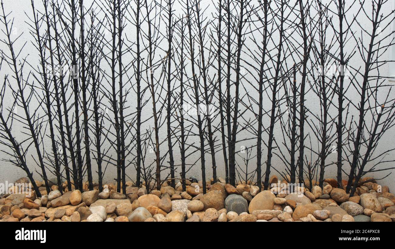 Texture de branches noires sèches avec sol en pierre sur fond de mur blanc Banque D'Images