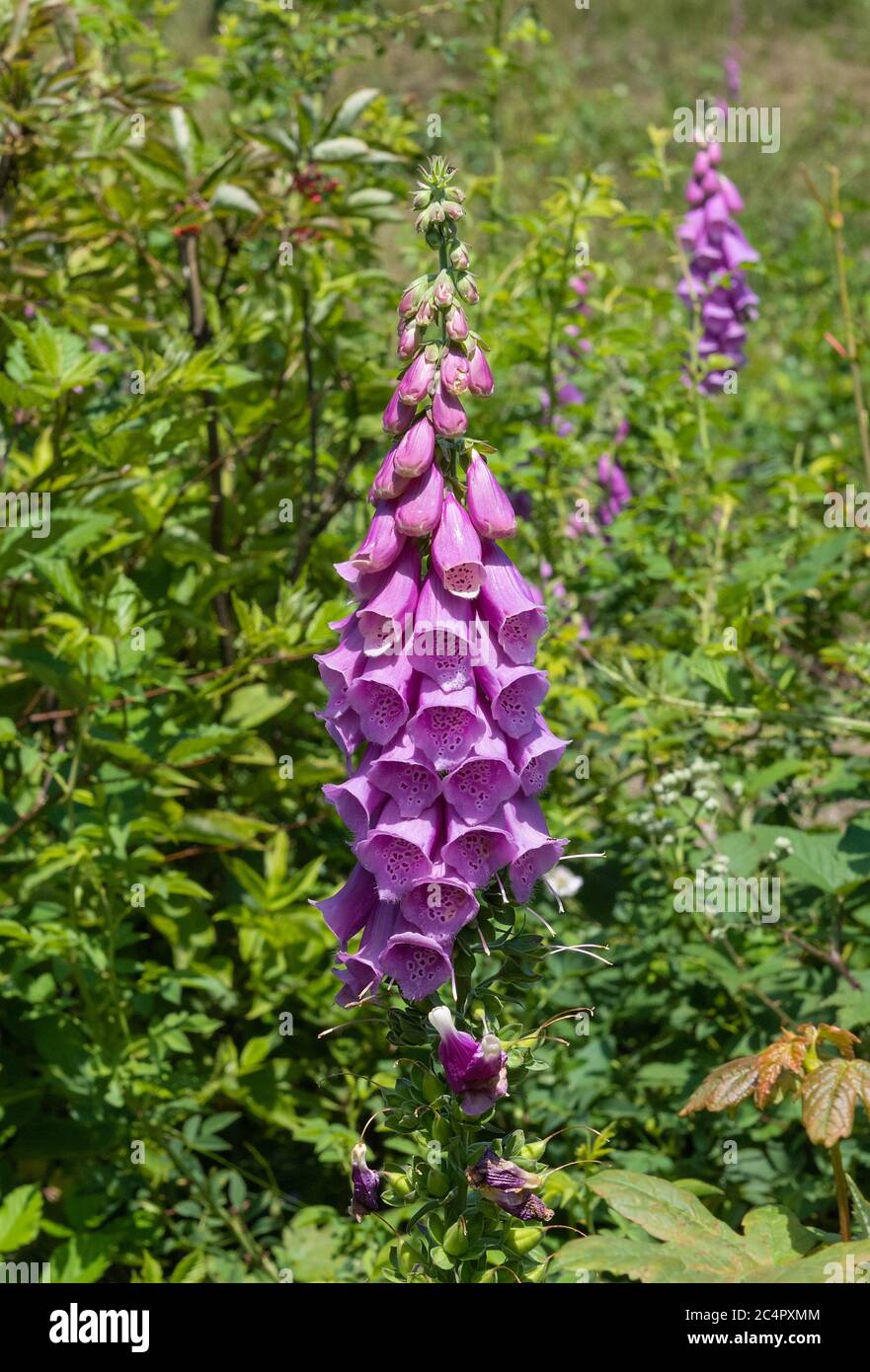 Les fleurs sauvages de renards en été, Digitalis purpurea, poussent dans un pré au bord de la forêt Banque D'Images