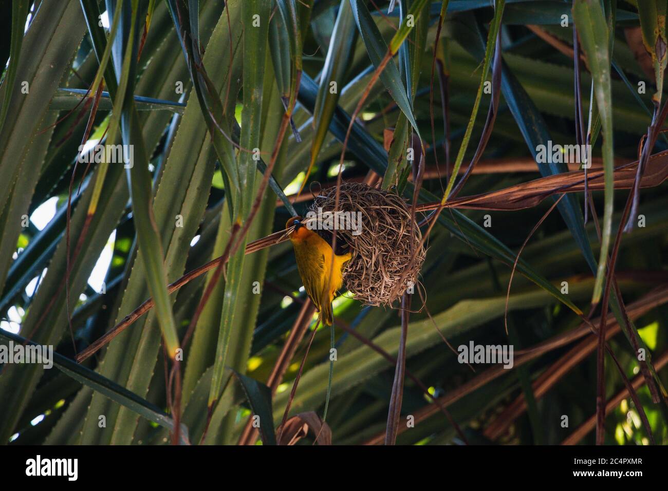 Un petit oiseau jaune dans son nid dans un palmier à Zanzibar, Tanzanie Banque D'Images