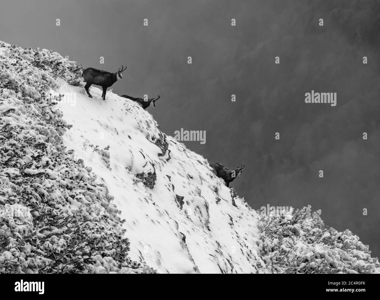 chèvres noires sur les falaises enneigées de la montagne Banque D'Images