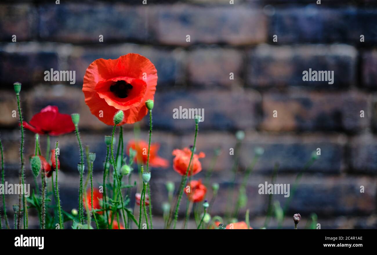 Fleurs de pavot rouge sur fond de mur de bick. Copier l'espace. Banque D'Images
