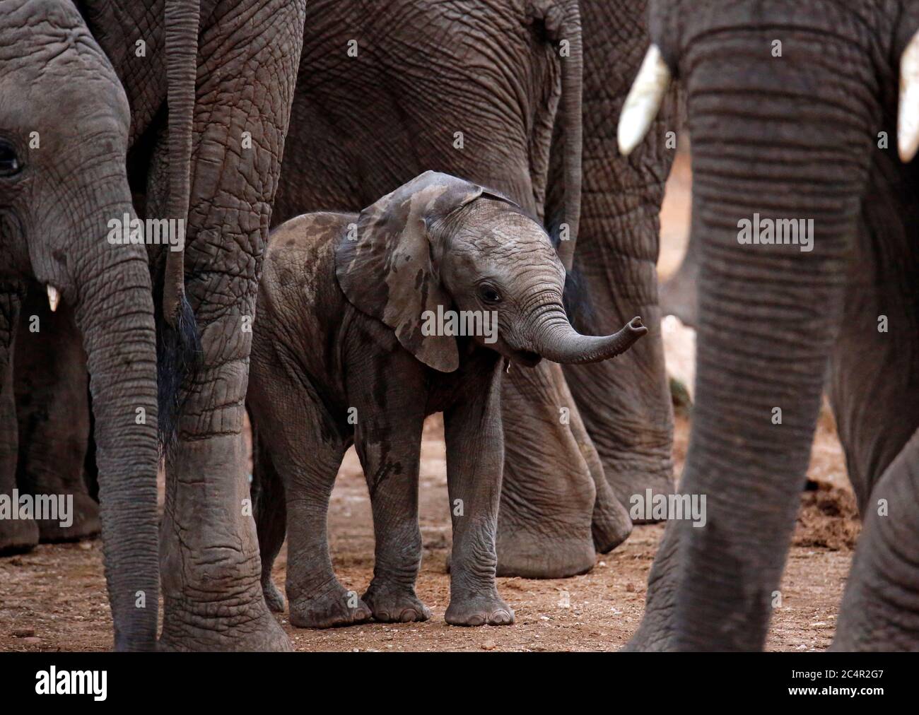 Bébé éléphant (Loxodonta africana) abrité parmi les adultes. Kruger Park, Afrique du Sud Banque D'Images