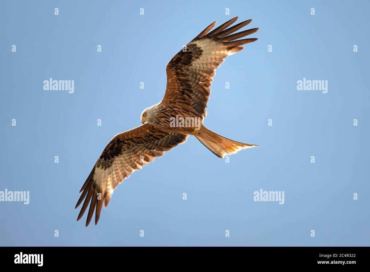 Cerf-volant, Milvus milvus, en vol dans un ciel bleu clair, oiseau de proie de la famille des Accipitridae, Rhénanie, Allemagne Banque D'Images