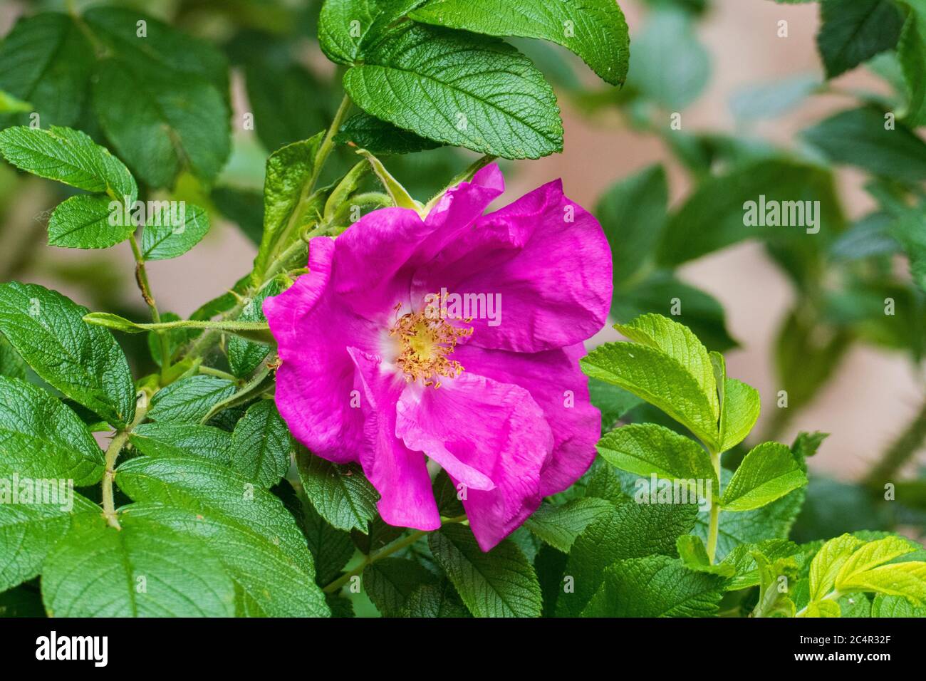 Hagebutten Blüte, Rose sauvage avec Knappen en violett, lila Banque D'Images