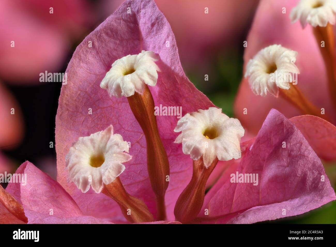Bougainvilliers gros plan sur les fleurs Banque D'Images
