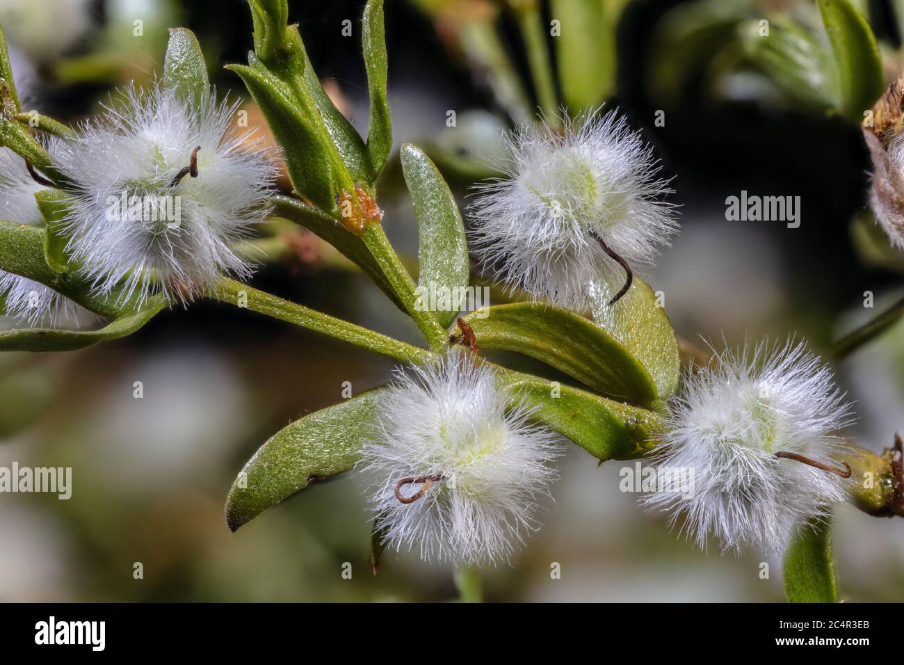 Creosote Bush Seeds, également Greasewood, Larrea tridentata Banque D'Images