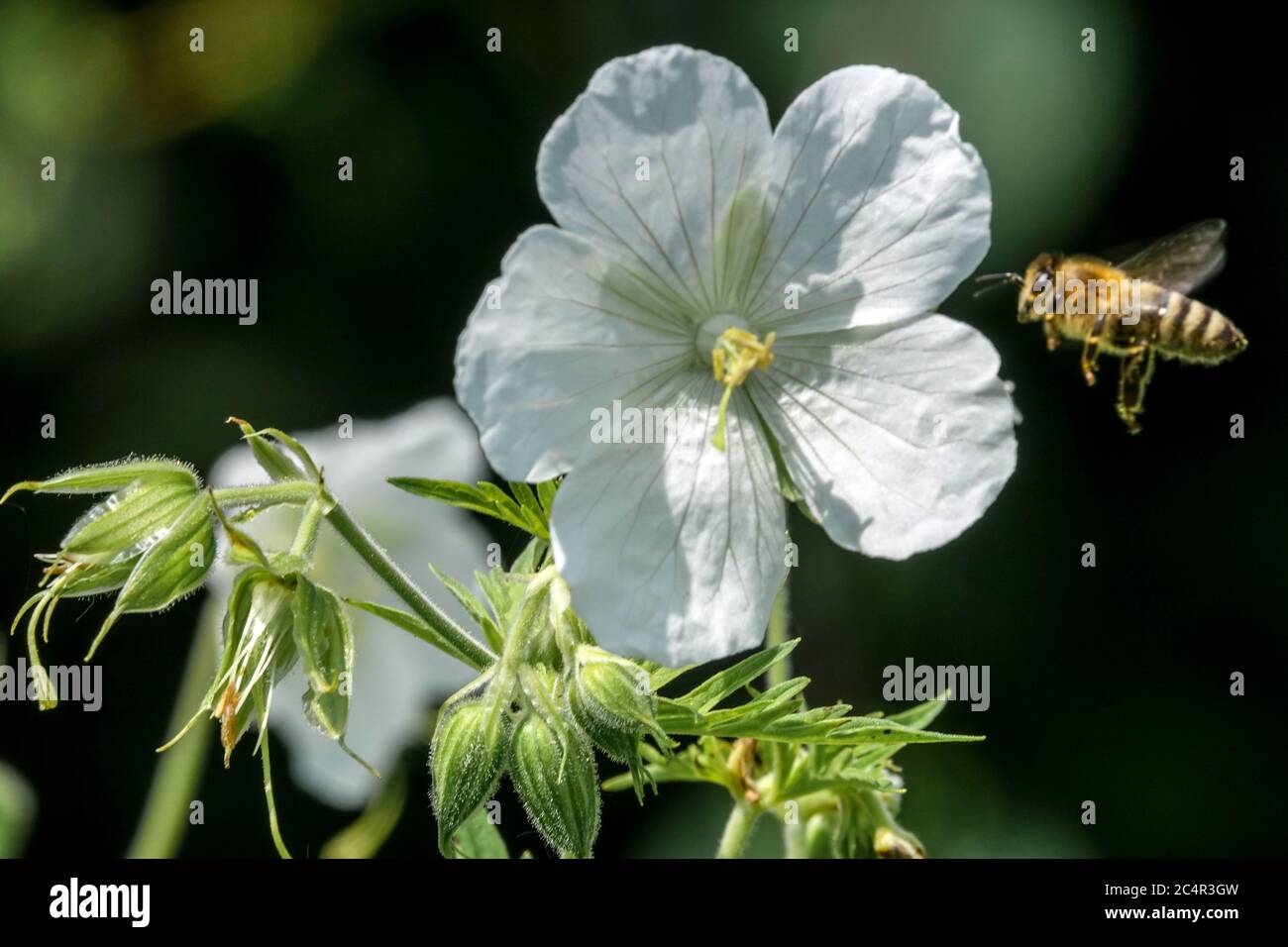 White Cranesbill Geranium Bee Flying Fleur Hardy géraniums Geranium pratense Alba Honey Bee volant près de Fleur Honey Bee butinant Bee Flying Insect Banque D'Images