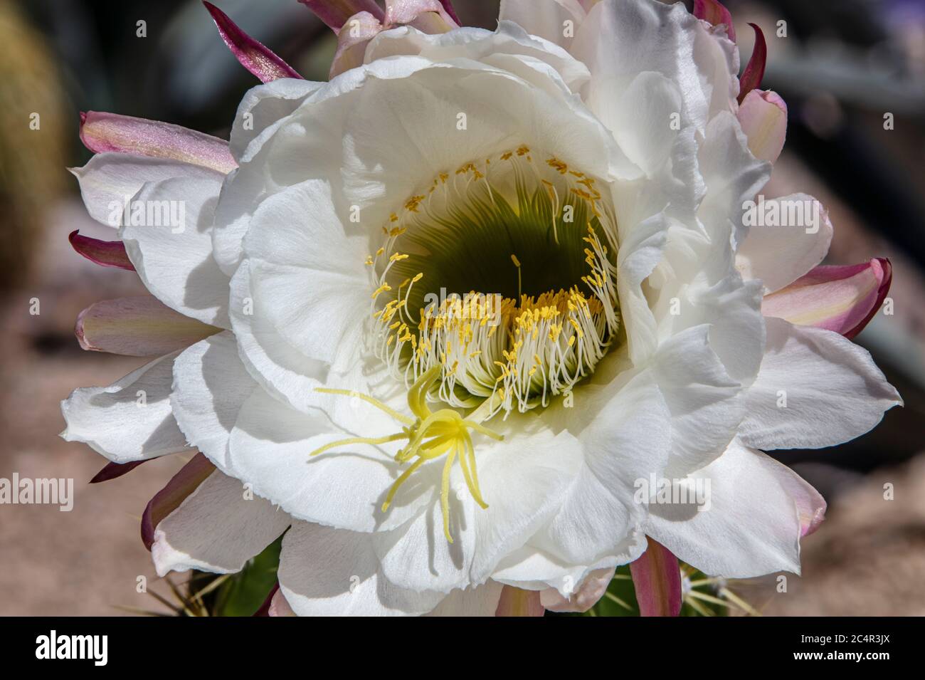 Grand Bertha Cactus Bloom, Tricocereus Banque D'Images