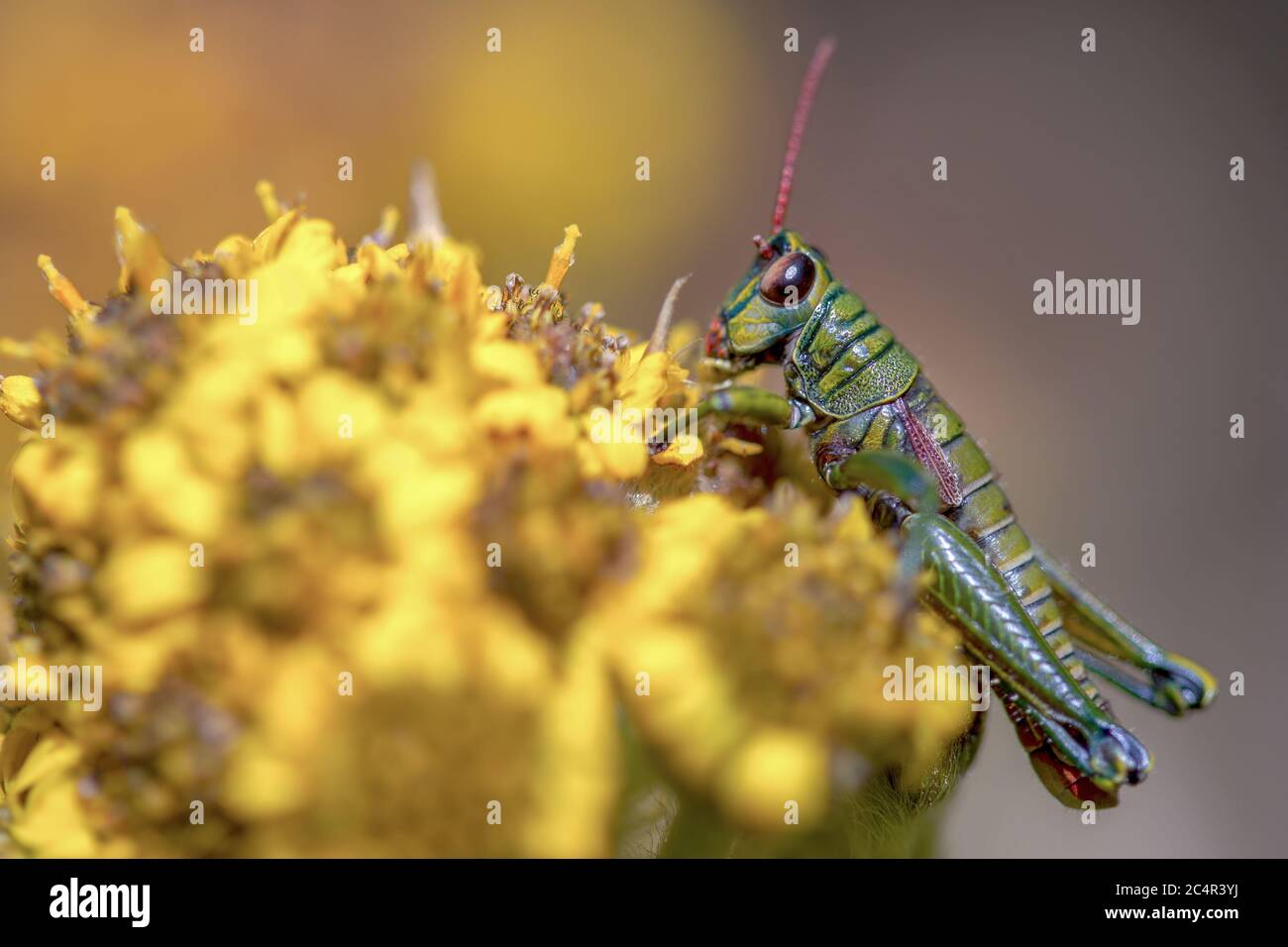 Macro photographie d'un sauterelle se nourrissant sur des fleurs de Framejon. Capturé au paramo de Teatinos, dans les montagnes des Andes du centre Banque D'Images