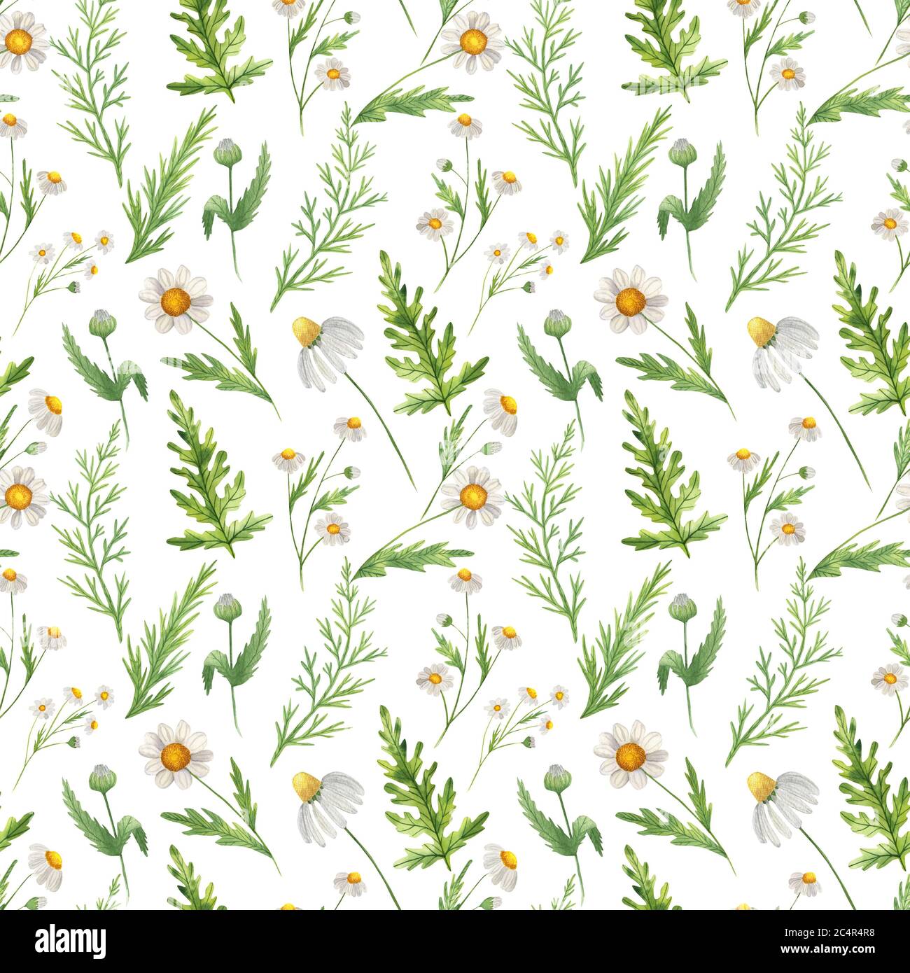 Motif sans couture avec fleurs sauvages aquarelle et herbes sauvages, camomille et verdure. Isolé sur blanc. Banque D'Images