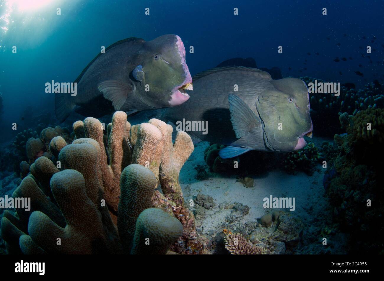 Parrotfish à tête de pompe, Bolbometoponon muricatum, île de Sipadan, Malaisie Banque D'Images
