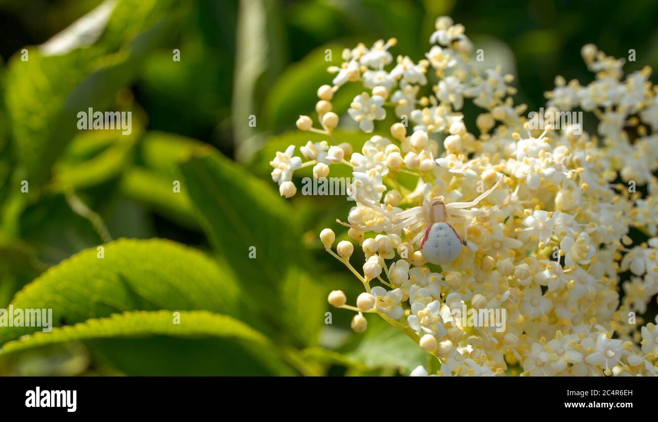Gros plan d'une araignée sur la fleur Banque D'Images