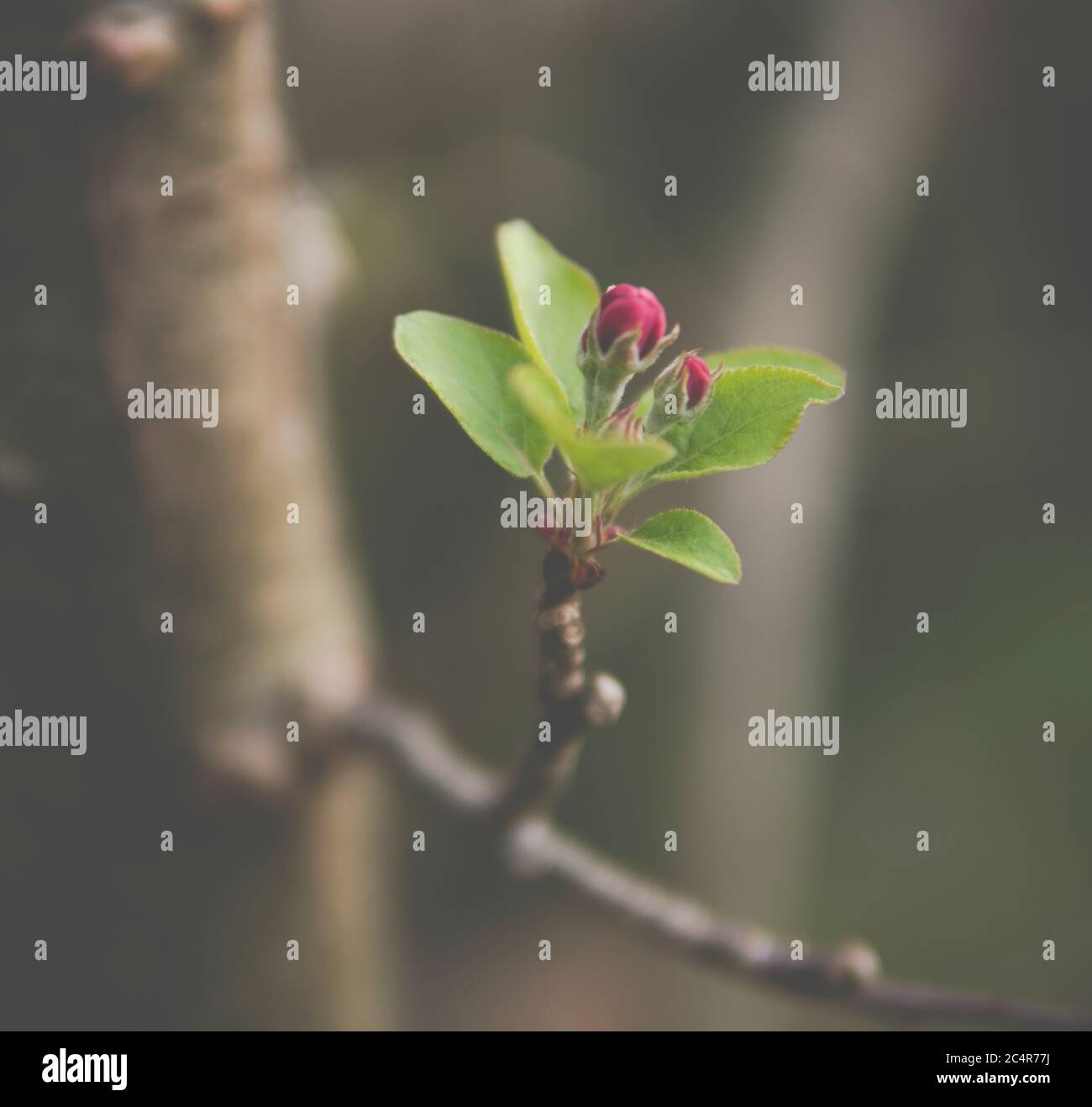 gros plan de petits boutons de fleurs d'arbre de pomme Banque D'Images
