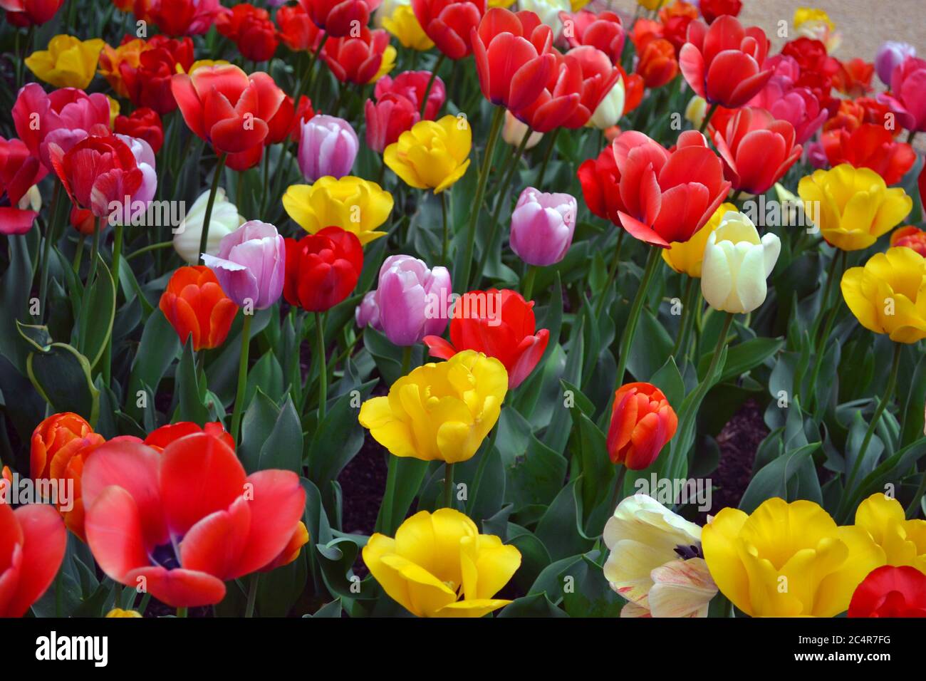 Tulipes rouges, jaunes, roses et blanches, Tulipa sp., dans un jardin, Washington, D.C., États-Unis Banque D'Images