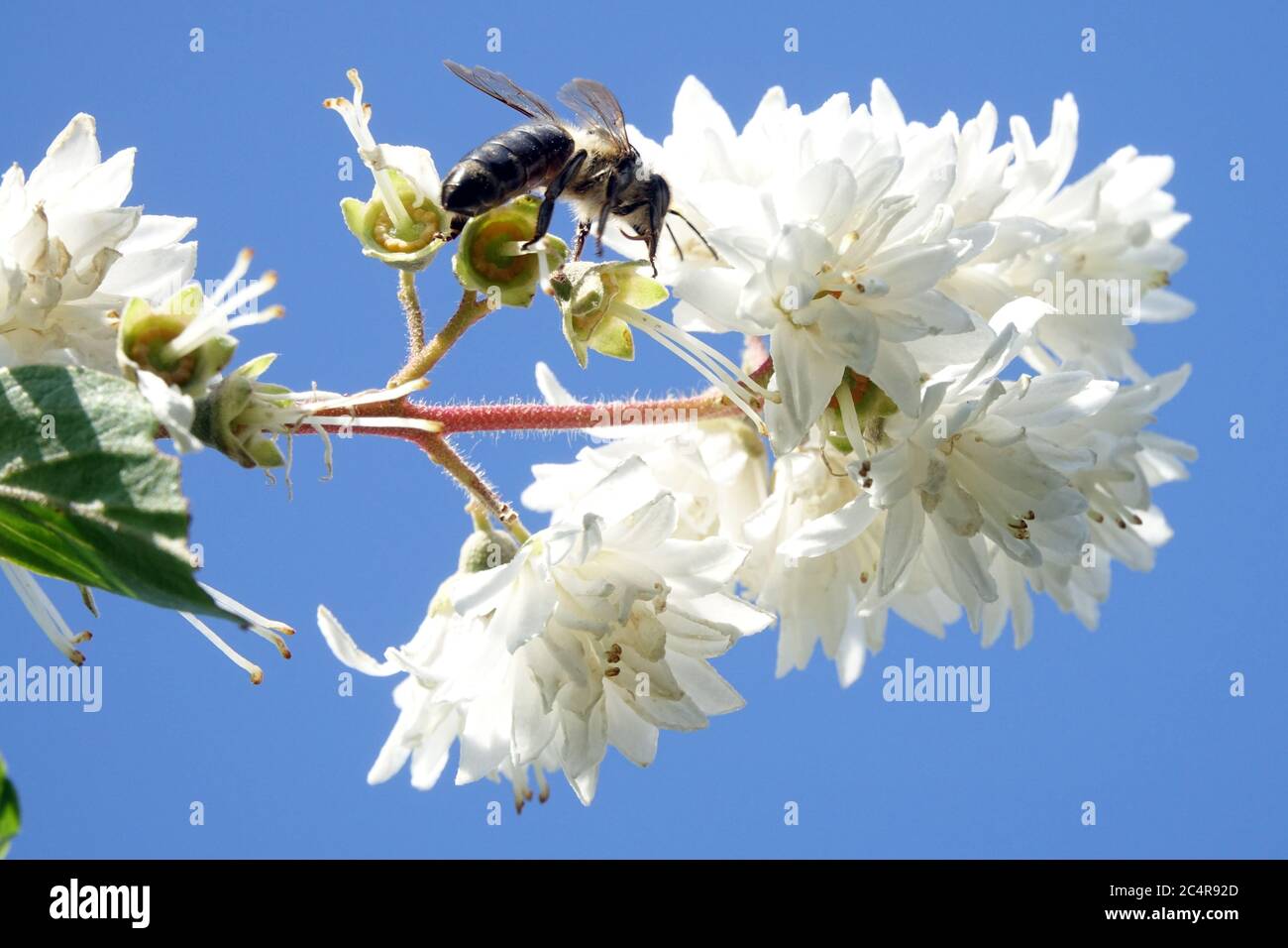 Abeille Deutzia blanche sur fleur Banque D'Images