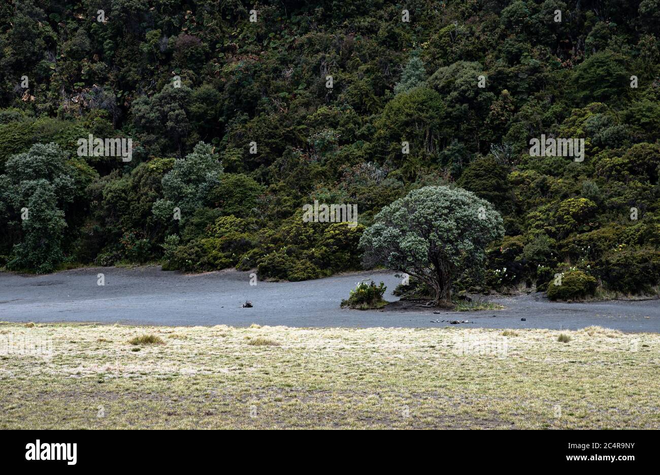 Arbre solitaire dans un paysage brumeux et brumeux, Costa Rica, Parc national du volcan Irazu, province de cartago, Amérique centrale, 3432 mètres de haut Banque D'Images