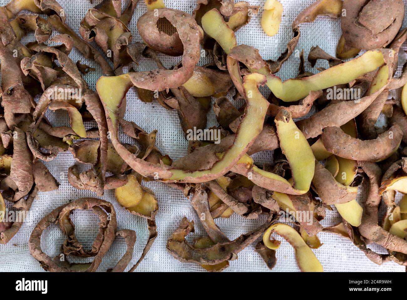 Épluchage de pommes de terre séchées sur fond blanc Banque D'Images