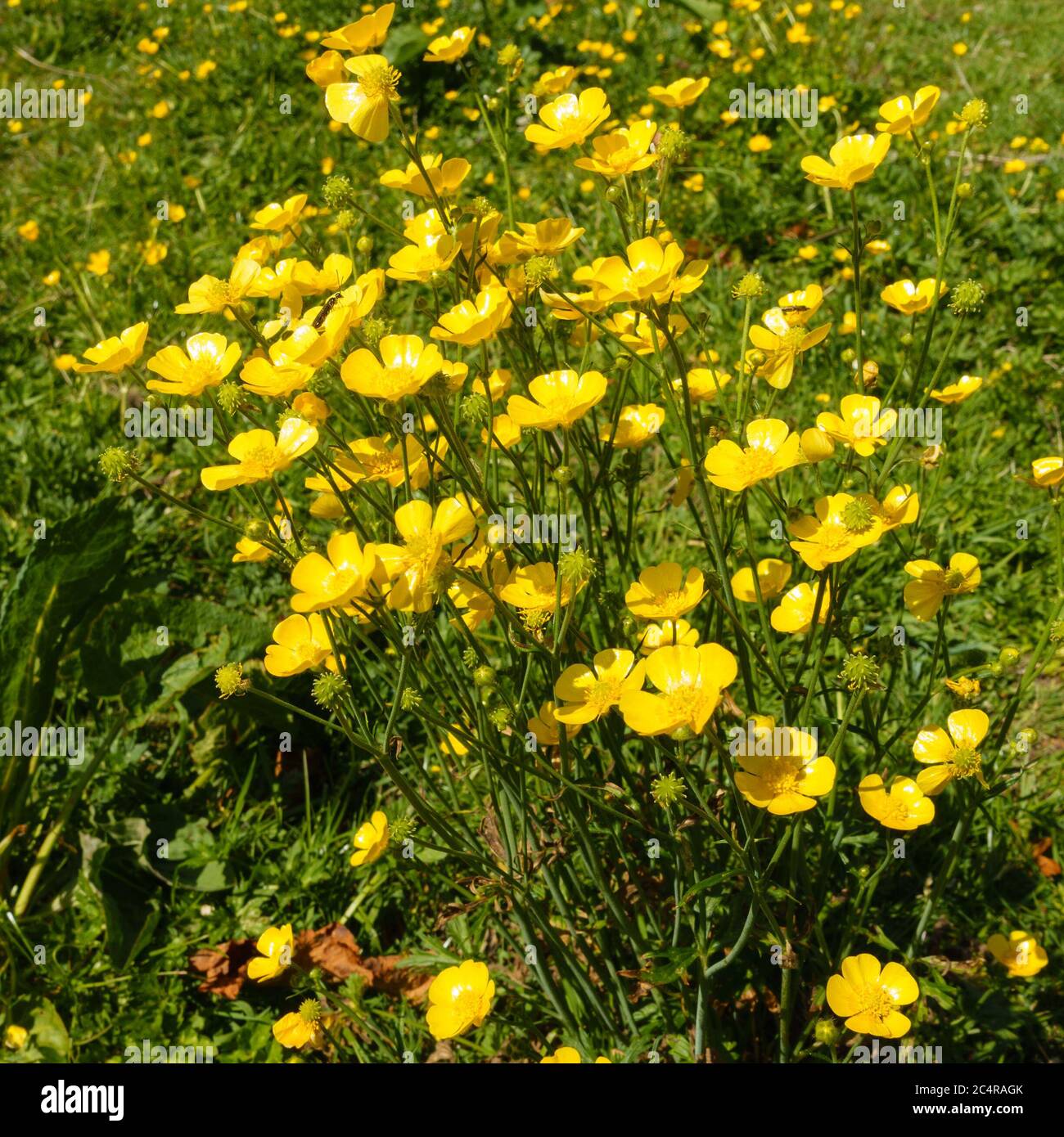 Grand jaune sauvage de prairie butterbutter fleurs (Ranunculus acris) dans le champ herbacé en mai, Angleterre, Royaume-Uni Banque D'Images