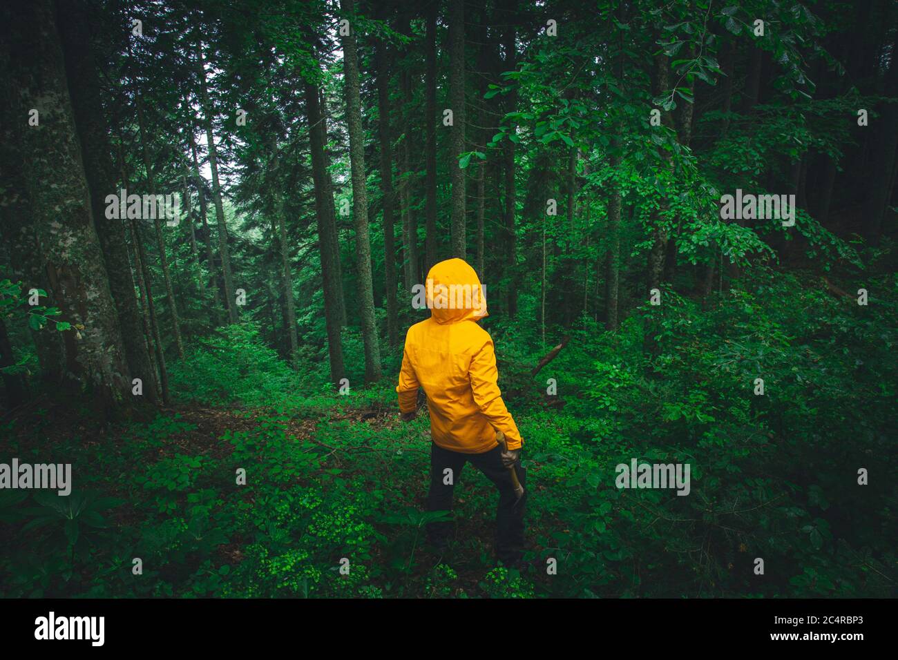 Un aventurier, avec une veste jaune, est à l'exploration d'une jungle mystérieuse Banque D'Images