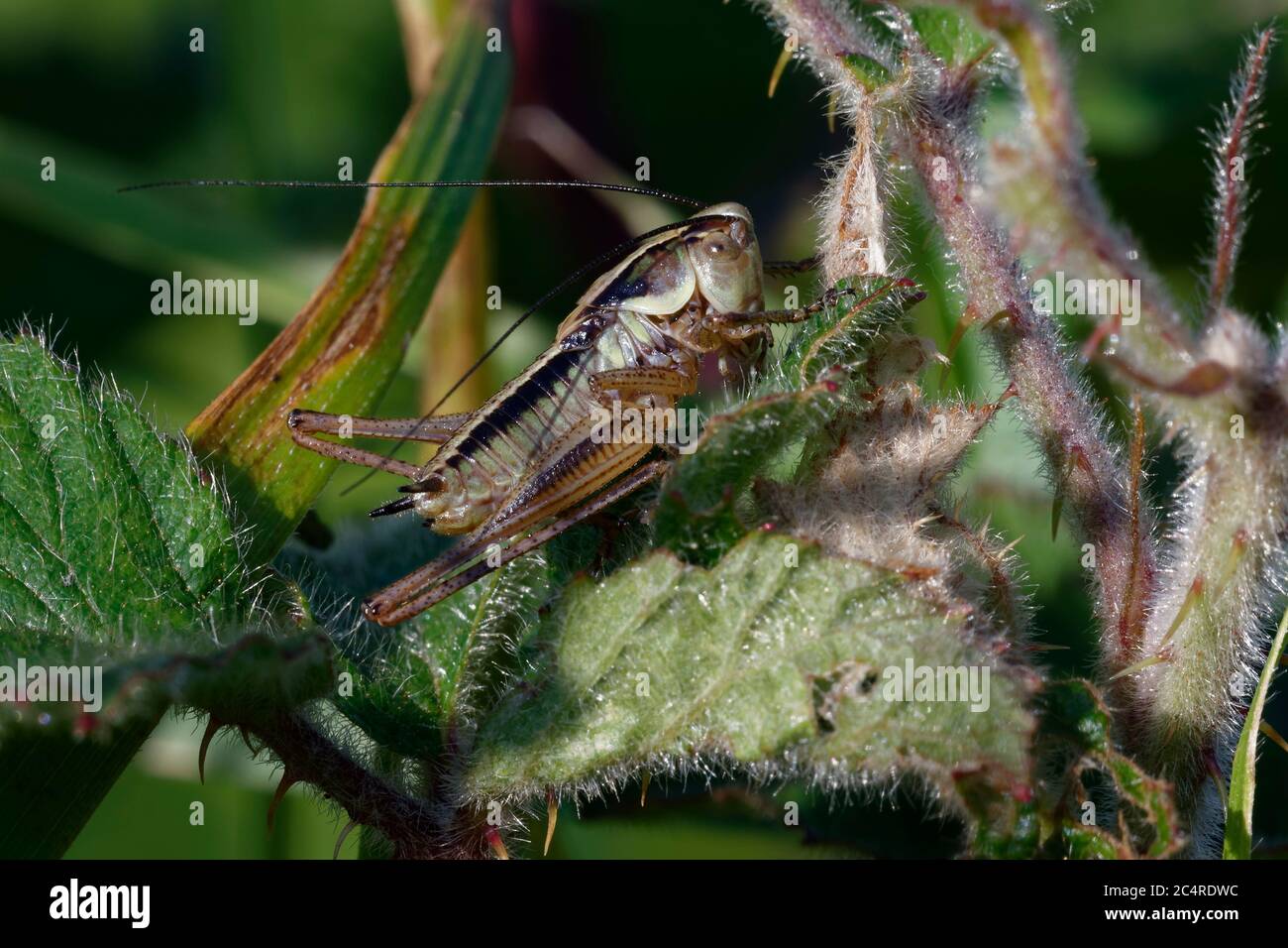 Roesel's Bush-cricket - Metrioptera roeselii nymphe à stade tardif sur la feuille de brousse Banque D'Images