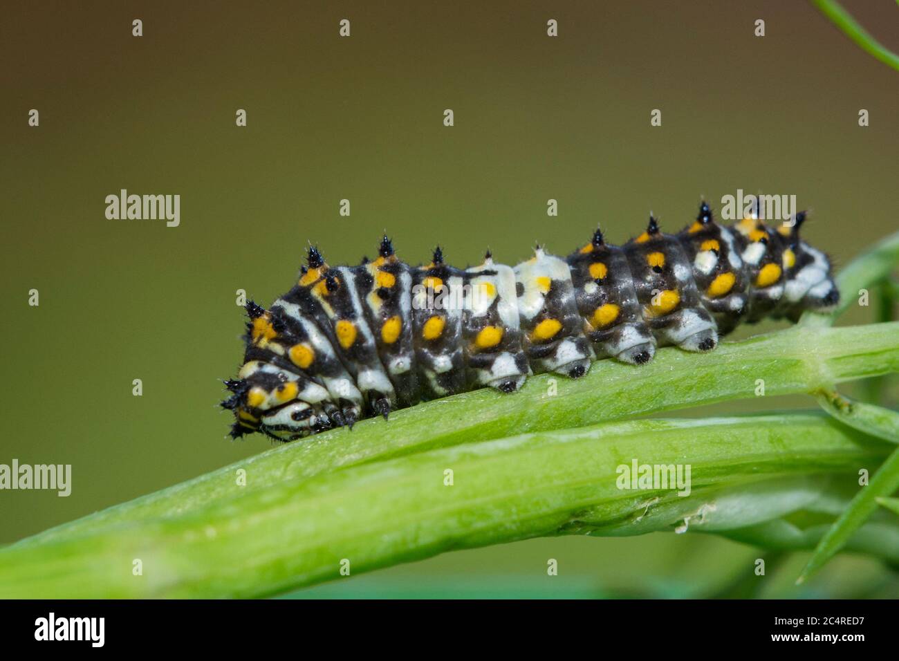 Papilio polyxenes, la chenille noire (orientale), la chenille de la chenille de la queue d'Amérique Banque D'Images