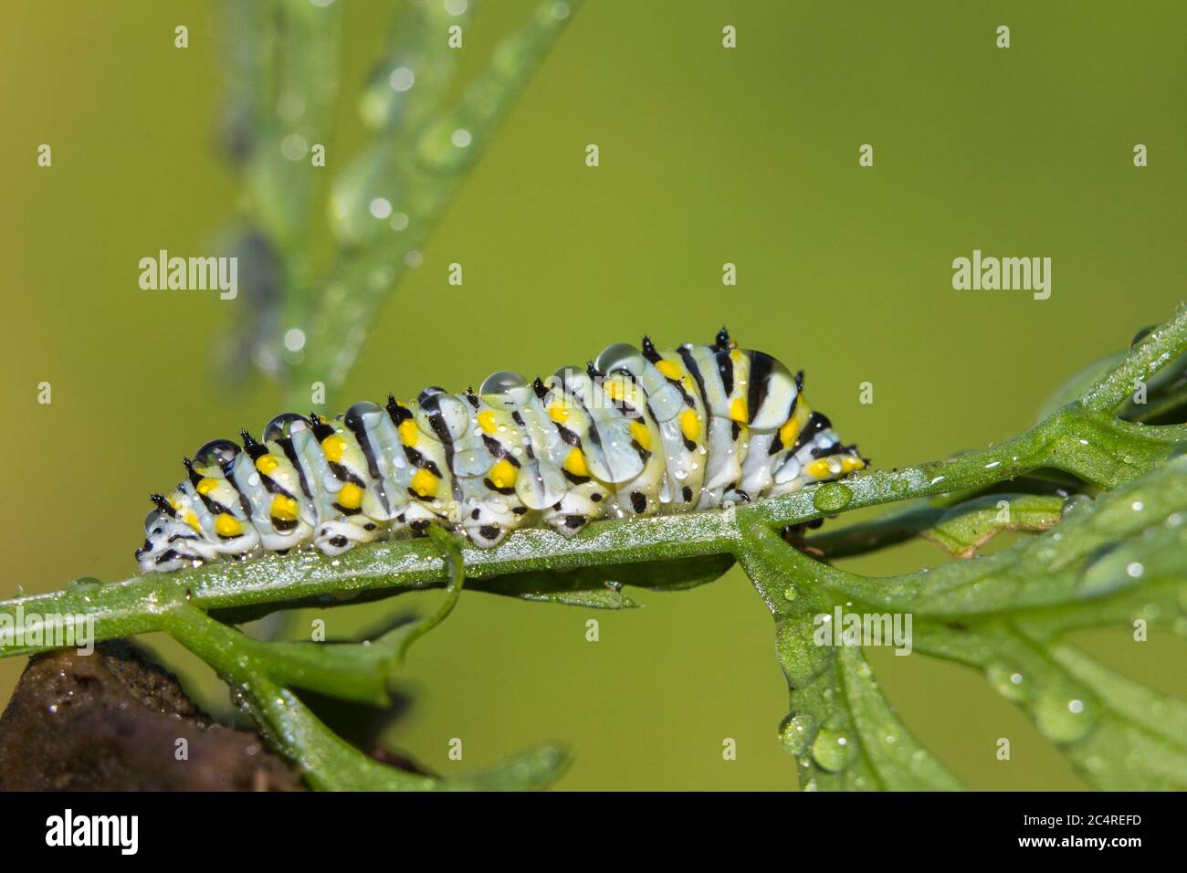 Chenilles A Rayures Blanches Et Noires Banque D Image Et Photos Alamy