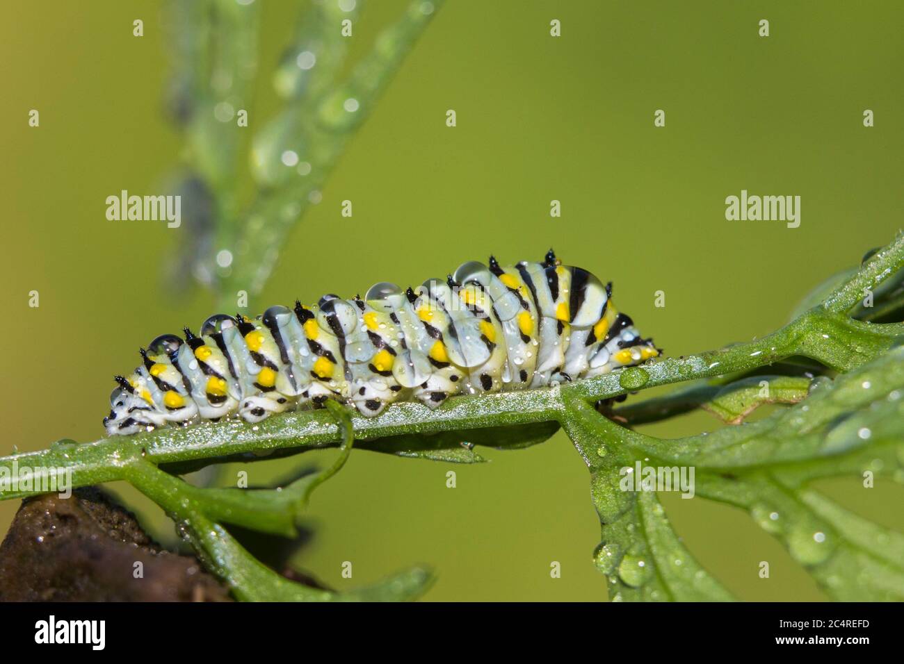 Papilio polyxenes, la chenille noire (orientale), la chenille de la chenille de la queue d'Amérique Banque D'Images