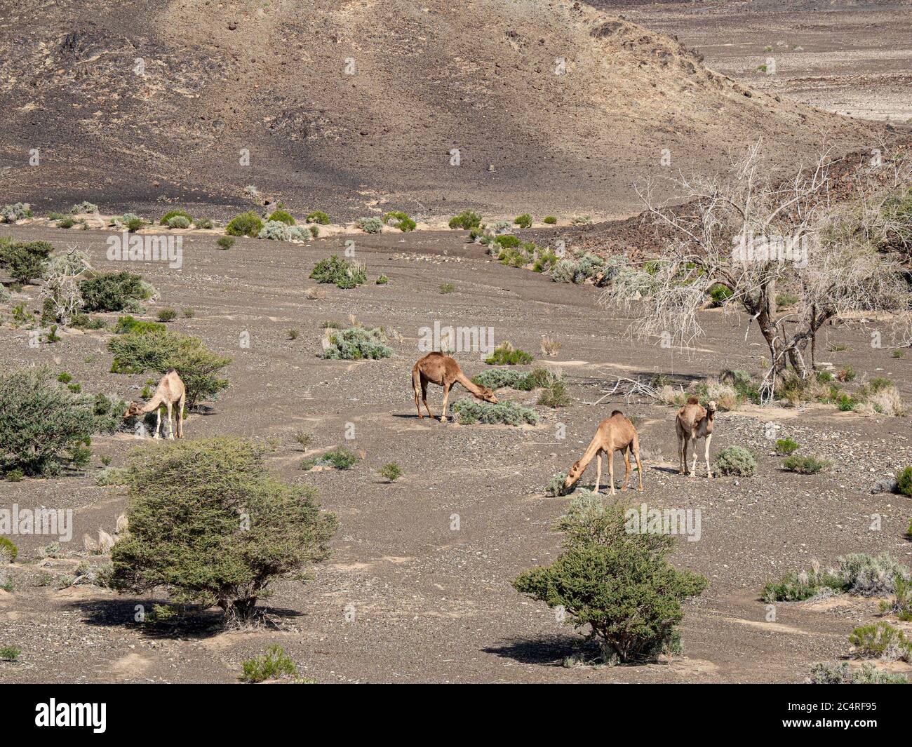 Chameaux arabes, Camelus dromedarius, alimentation près d'Al Qabil, Sultanat d'Oman. Banque D'Images