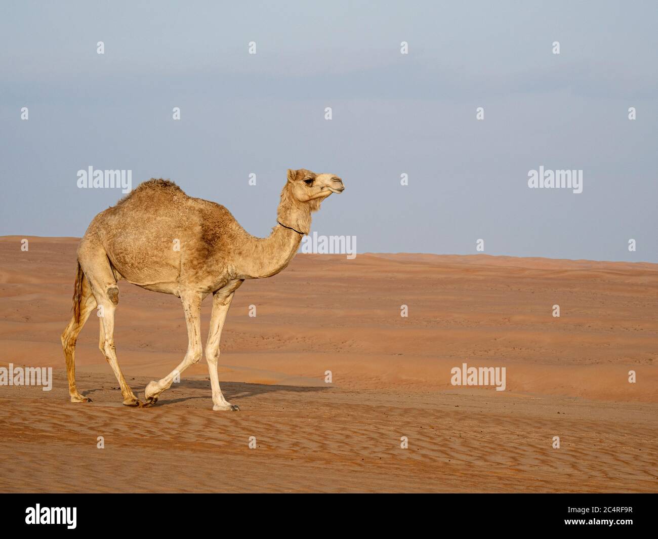 Chameau arabe, Camelus dromedarius, dans les sables désertiques de Ramlat Al Wahiba, Sultanat d'Oman. Banque D'Images