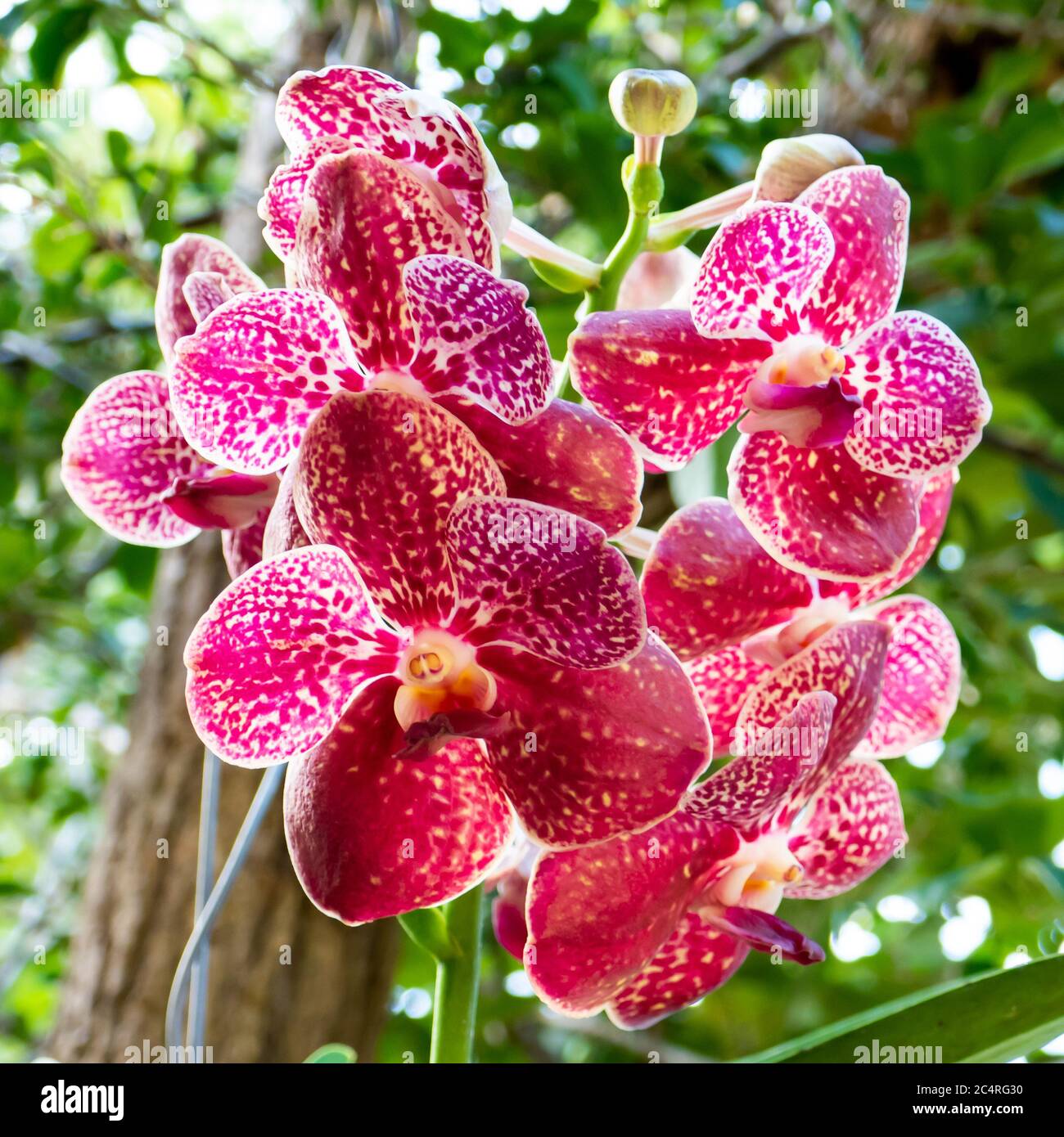 Orchidée Vanda rose. Gros plan à Anchieta, État d'Espirito Santo, Brésil  Photo Stock - Alamy