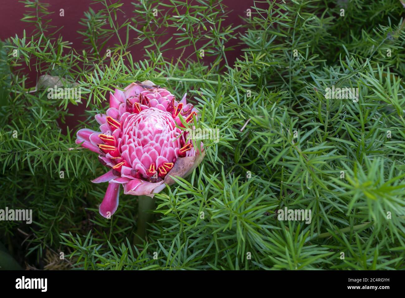 Une fleur magique avec de beaux détails Banque D'Images