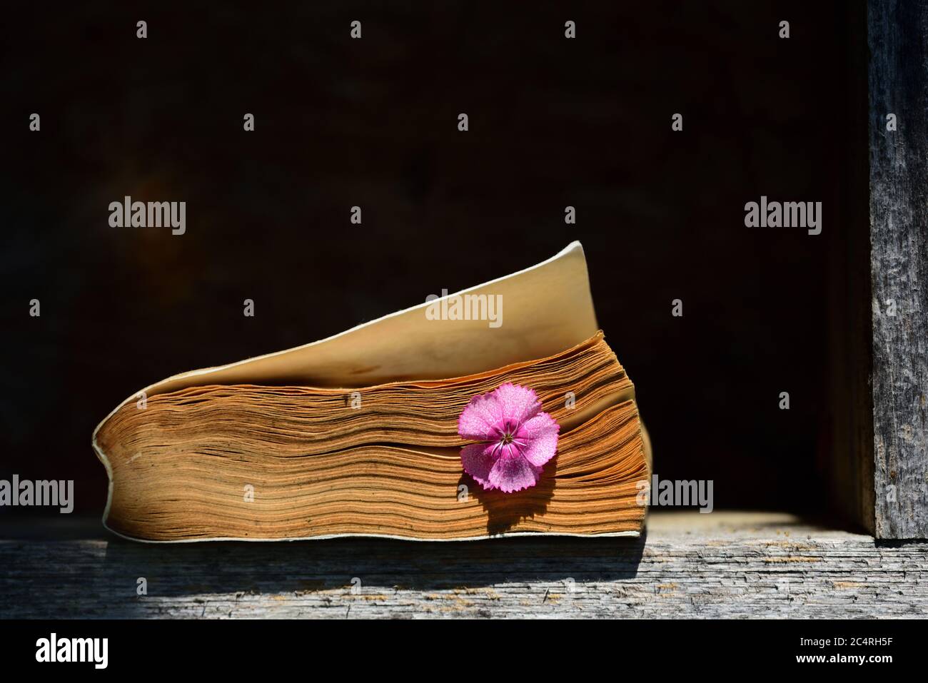 Un vieux livre aux couleurs anciennes avec des pages jaunlées et une fleur rouge entre les feuilles se trouve sur une ancienne étagère en bois Banque D'Images