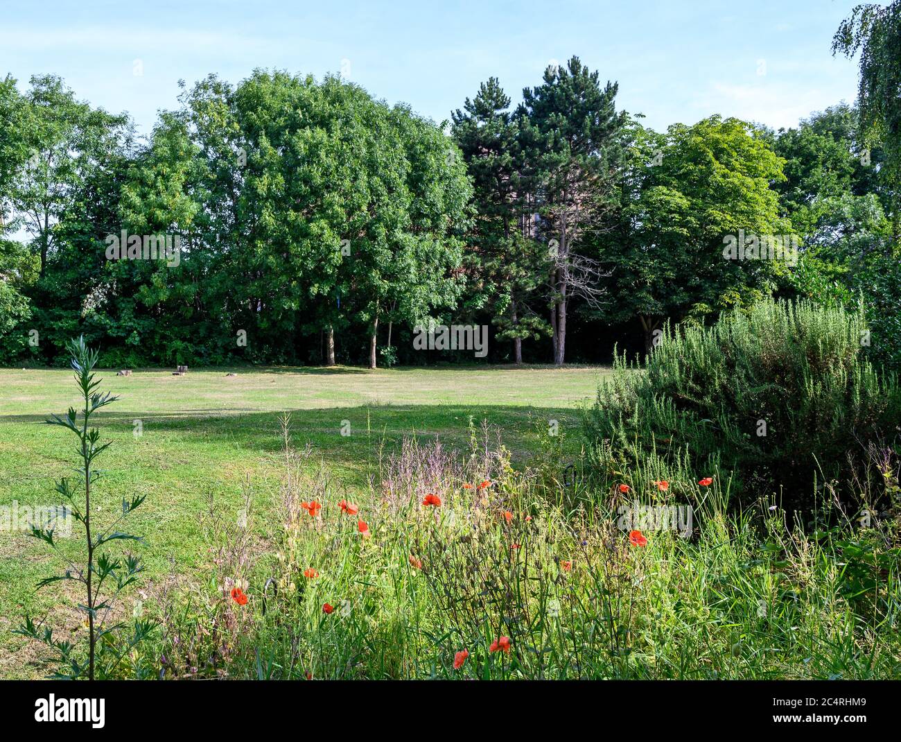 College Green à Bromley (Londres), Kent. Cet espace ouvert près du centre de Bromley a des arbres, de l'herbe, des fleurs avec des coquelicots et d'autres fleurs sauvages. Banque D'Images