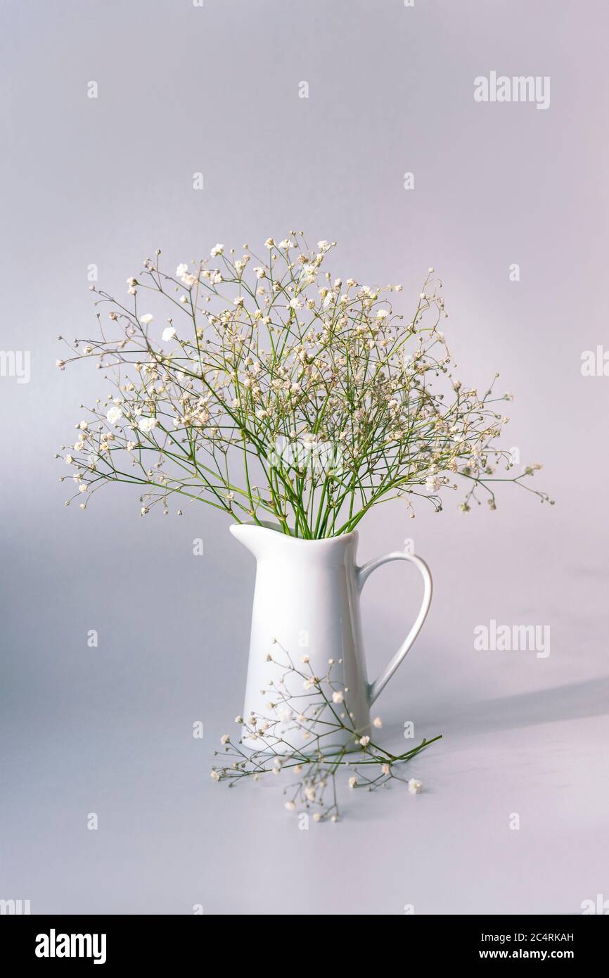 Gypsophila fleurs dans un pot blanc en plein soleil, gros plan Photo Stock  - Alamy
