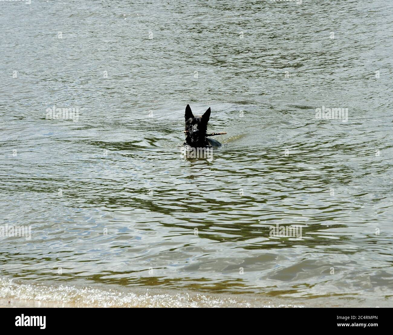 Chien allemand de Shepard jouant dans l'eau. Banque D'Images