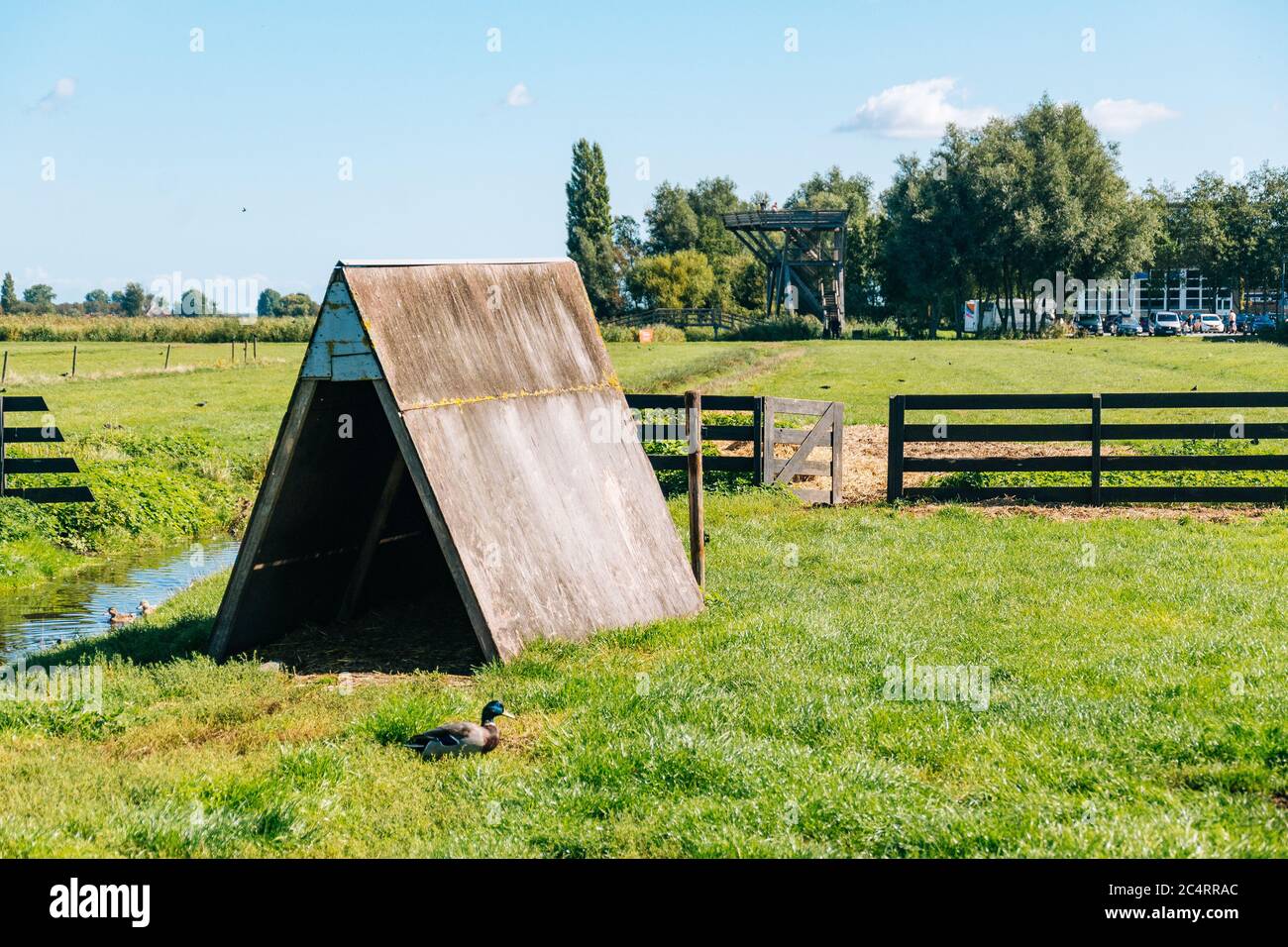 Faune dans les champs verts de Zaanse Schans Banque D'Images