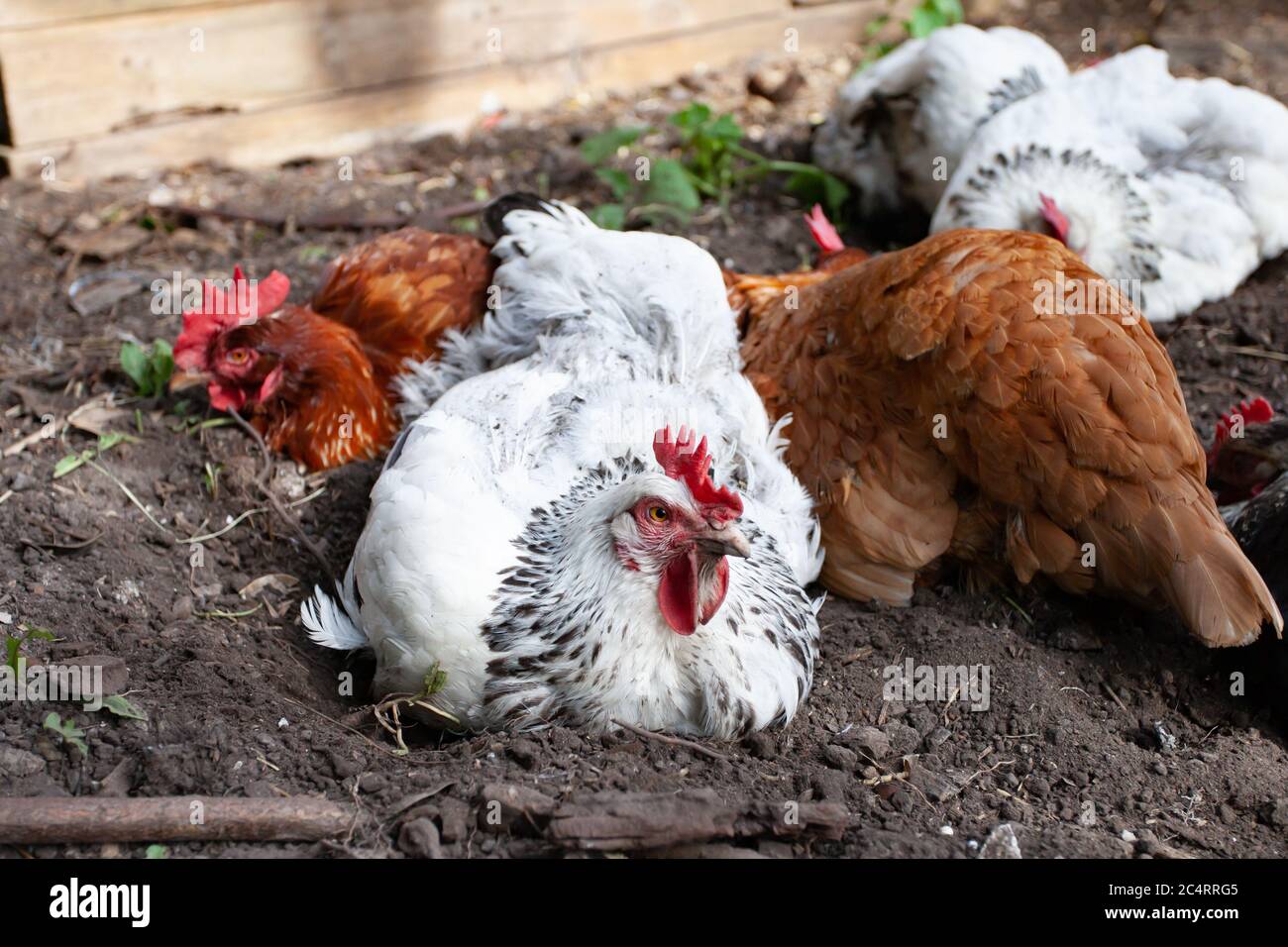 Mélange de poules bain de poussière dans le jardin arrière. Îles britanniques Banque D'Images