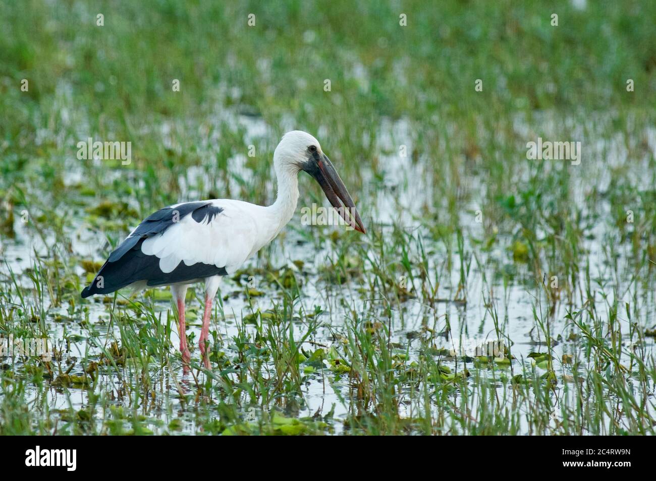 Un Openbill asiatique (Anastomus oscitans) en eau peu profonde à Lunugamvehera, près du parc national de Yala, Sri Lanka Banque D'Images