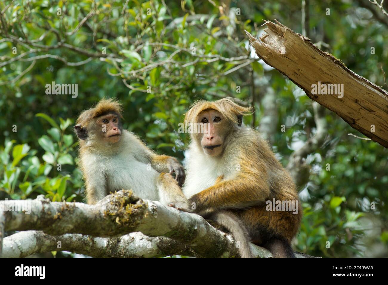 Une paire de macaques de Highland Toque (Macaca sinica opisthomelas) vivant sauvage aux jardins botaniques de Hakgala, Nuwara Eliya, Sri Lanka Banque D'Images