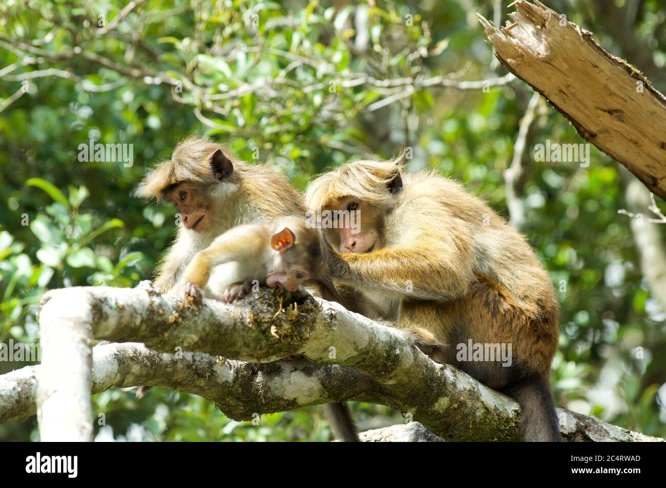 Un trio de Highland Toque Macaques (Macaca sinica opisthomelas) vivant sauvage aux jardins botaniques de Hakgala, Nuwara Eliya, Sri Lanka Banque D'Images