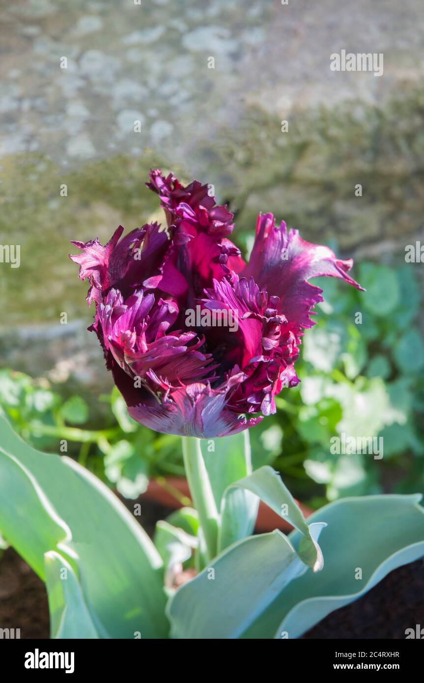 Gros plan sur le perroquet noir Tulipa. Une tulipe à fleur unique pourpre à foncé burgandy à fleur de fin de printemps du groupe perroquet de tulipes Division 10 Banque D'Images