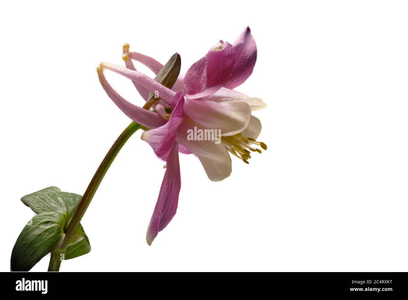 Columbine (Aquilegia) avec fond blanc, à gauche. Banque D'Images